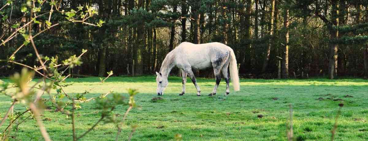 20 things only horse owners know