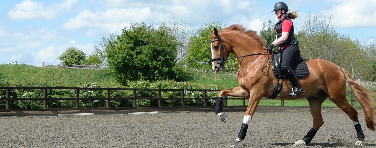 5 Exercises for Young Horses