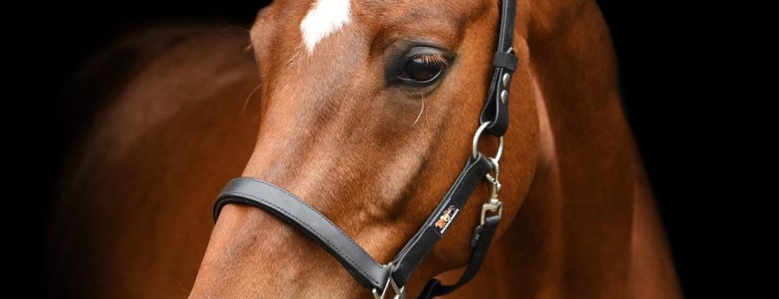 Equilibrium Safety headcollar