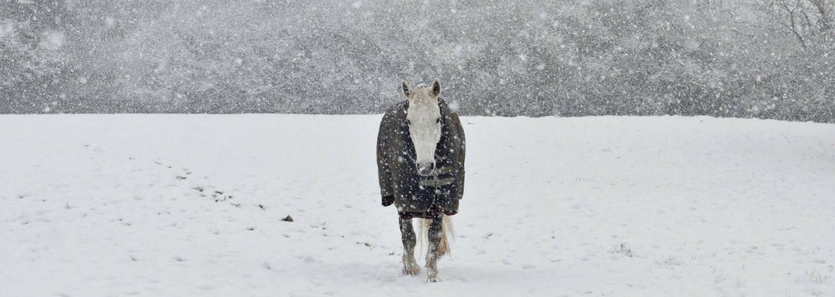 Caring For Horses In The Cold